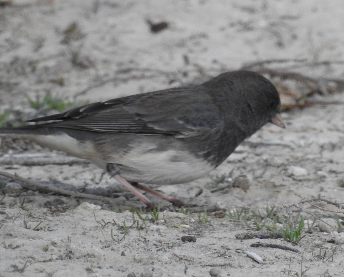 Dark-eyed Junco (Slate-colored) - ML644166211