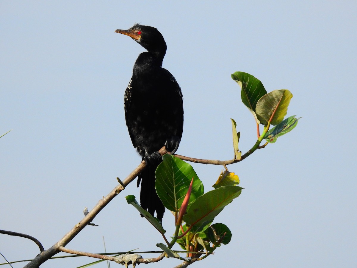 kormorán dlouhoocasý - ML644166220