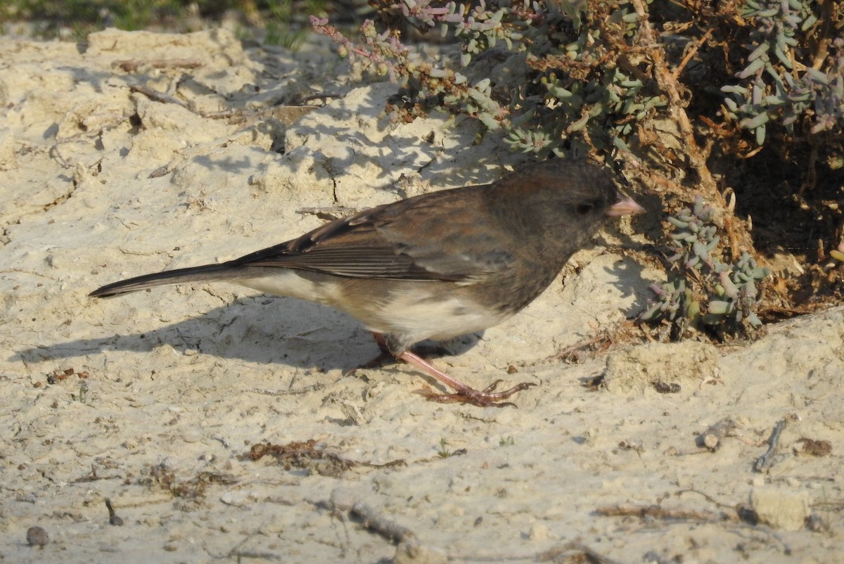 Dark-eyed Junco (Slate-colored) - ML644166227