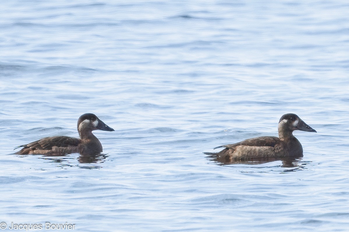 Surf Scoter - ML644166229