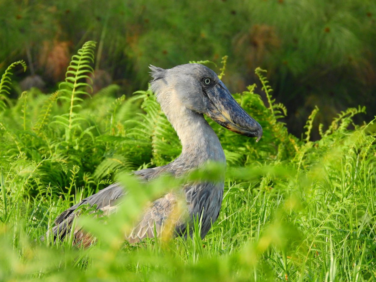 Shoebill - ML644166247