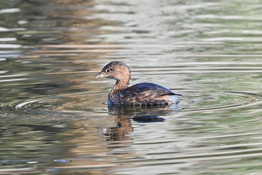 Pied-billed Grebe - ML644166248