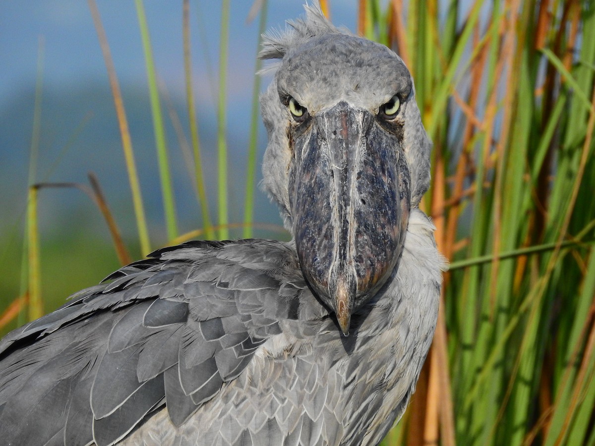 Shoebill - ML644166250