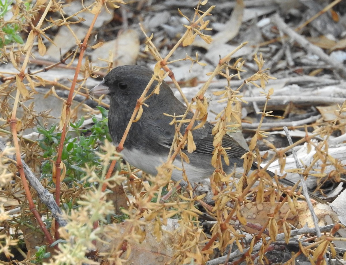 Dark-eyed Junco (Slate-colored) - ML644166255