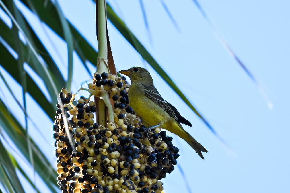 Western Tanager - ML644166259