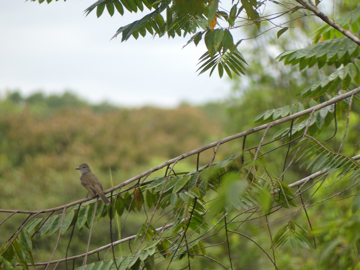 Panama Flycatcher - ML644166260