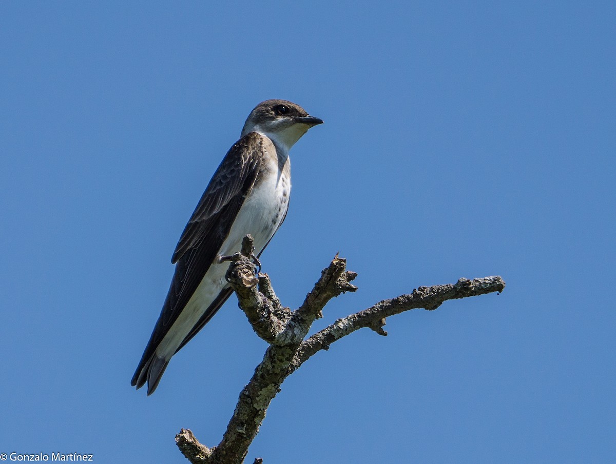 Brown-chested Martin - ML644166261