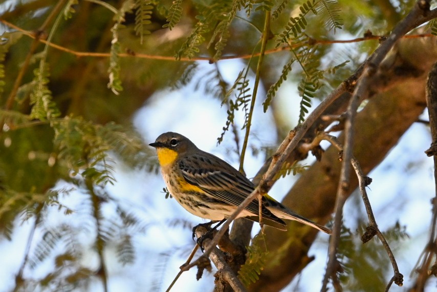Yellow-rumped Warbler - ML644166264