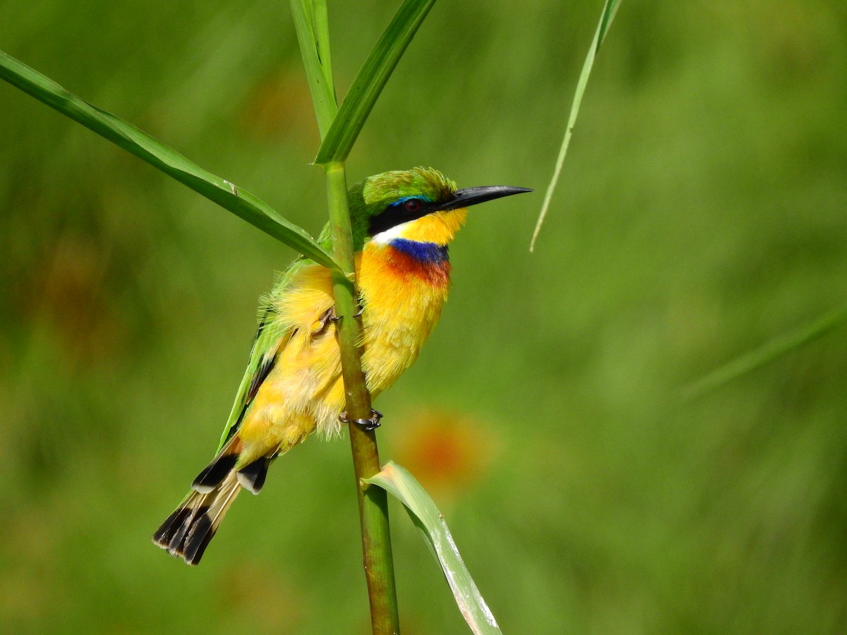 Blue-breasted Bee-eater - ML644166265