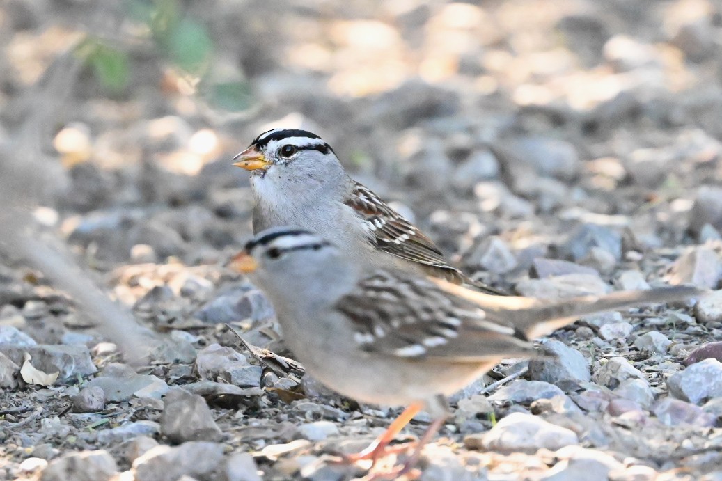 White-crowned Sparrow - ML644166280