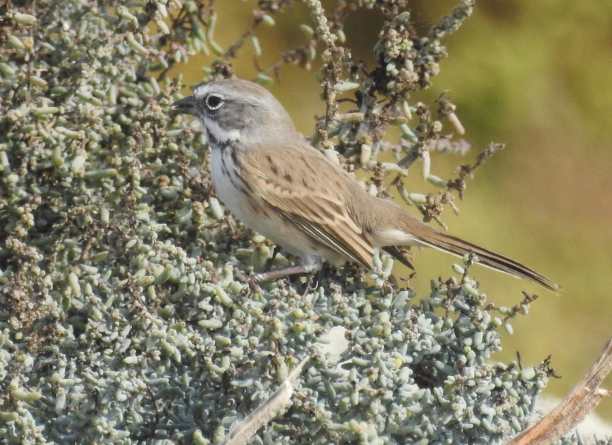 Bell's Sparrow - ML644166282