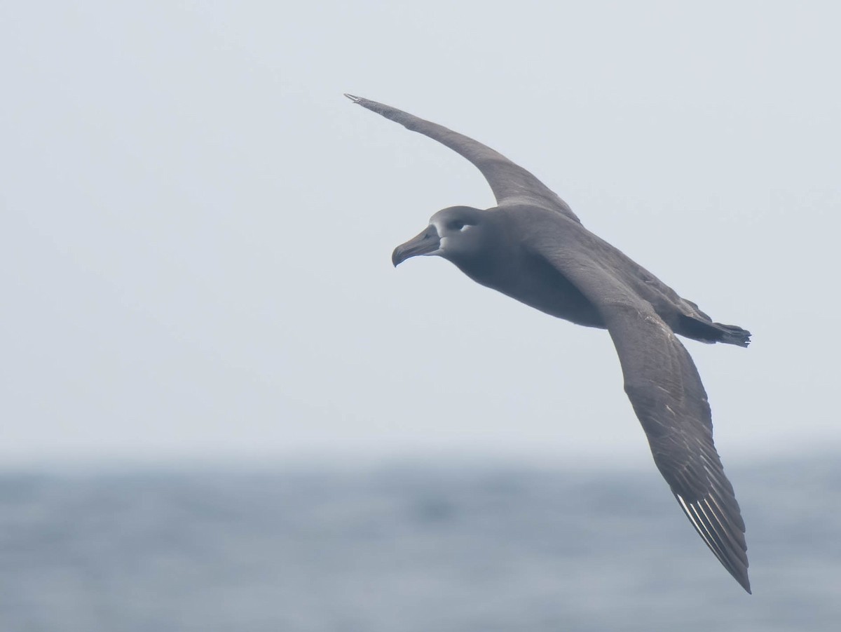 Black-footed Albatross - ML644166298