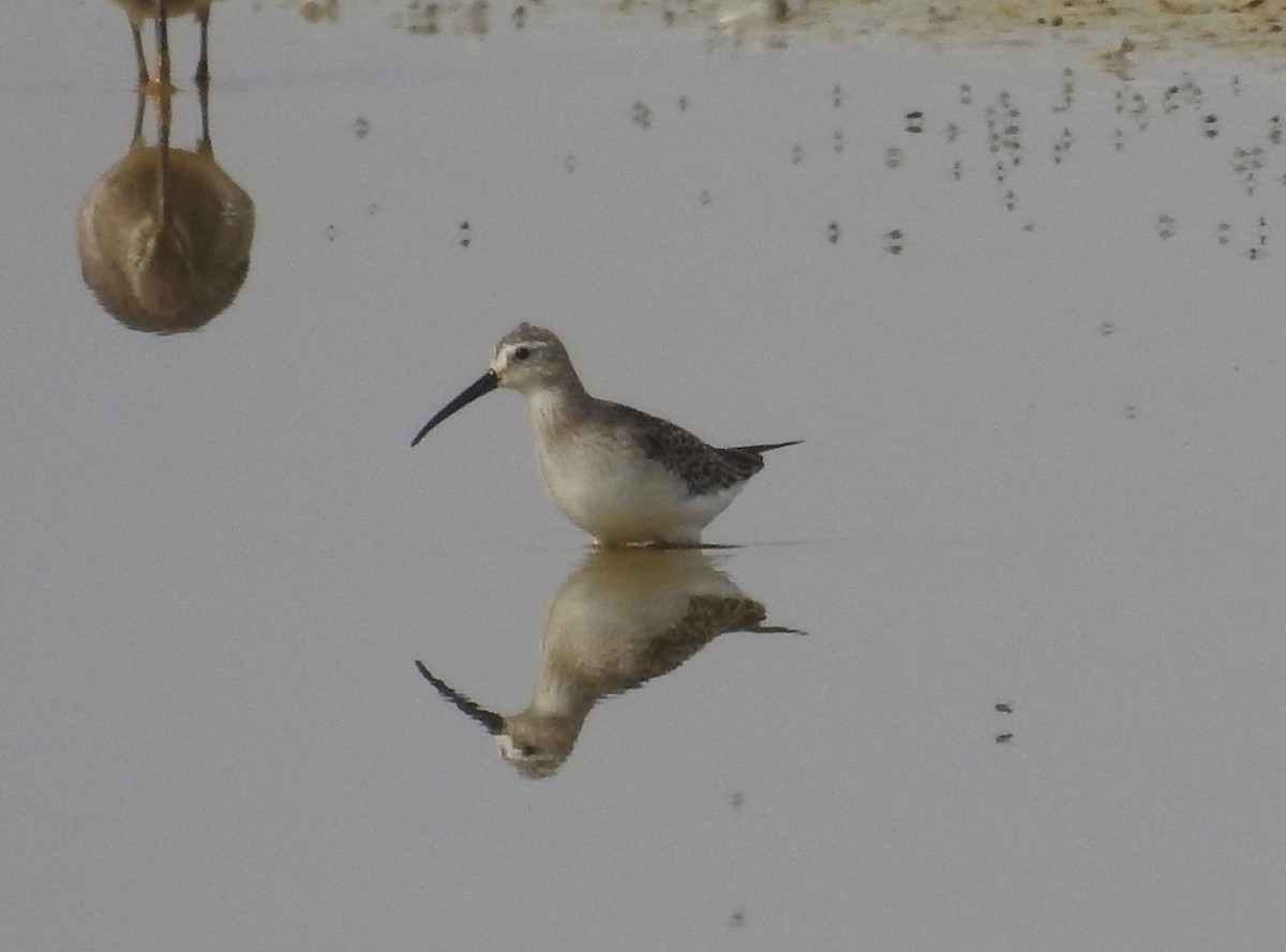 Curlew Sandpiper - ML644166377