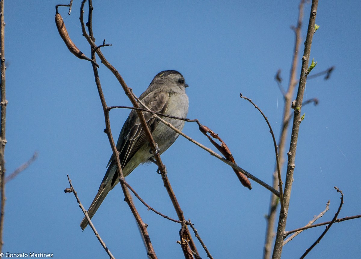 Crowned Slaty Flycatcher - ML644166378