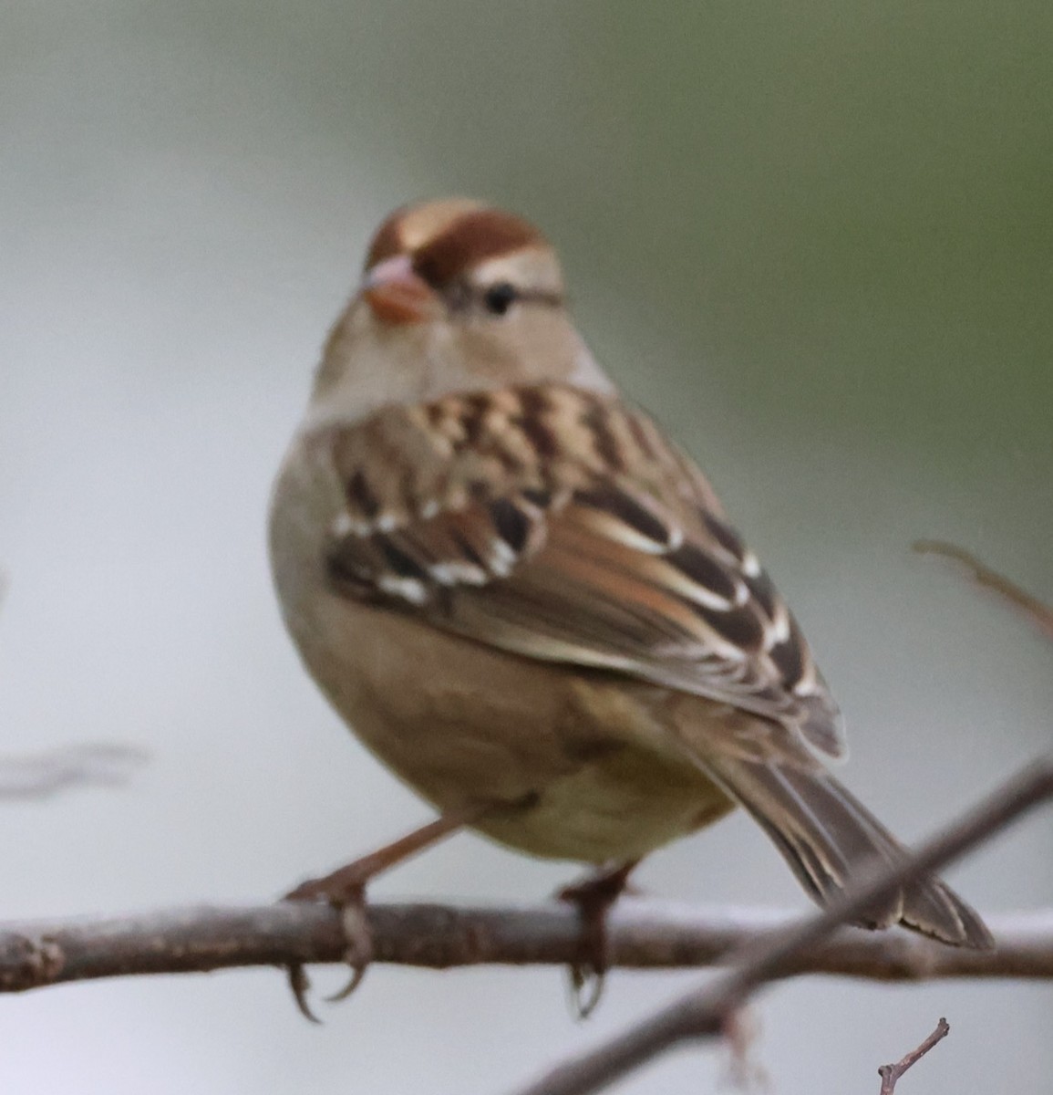 White-crowned Sparrow - ML644166412