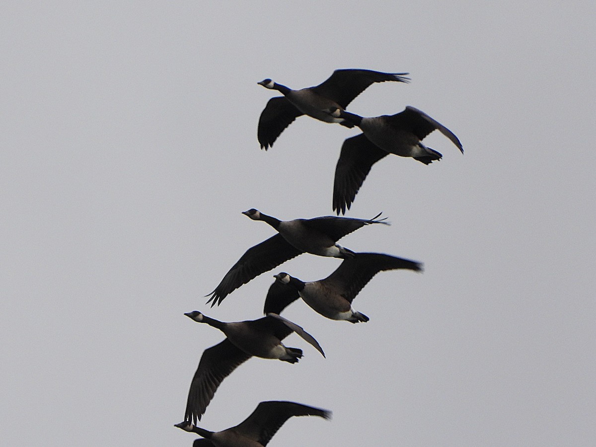 Канад галуу - ML644166415