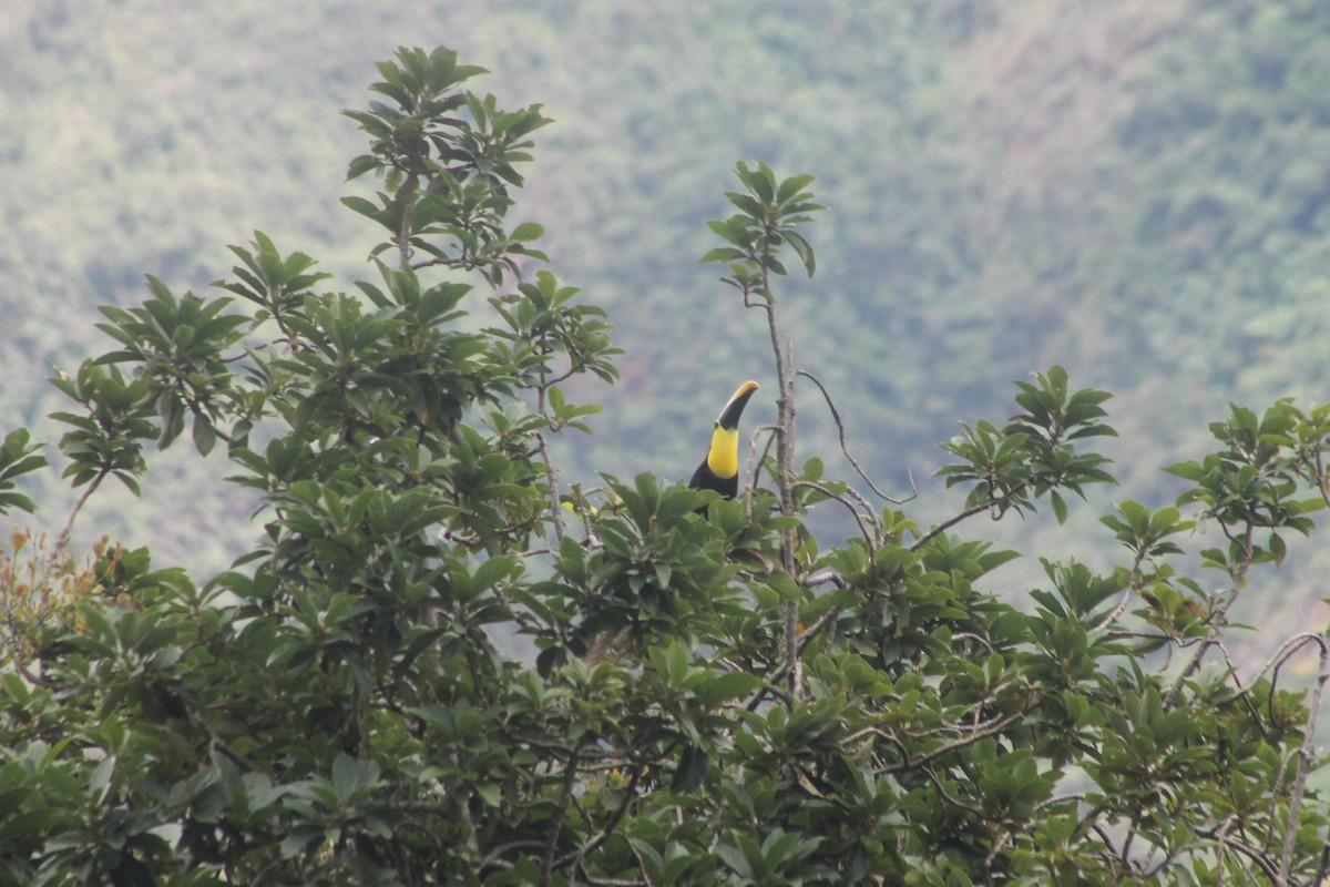 Тукан жовтошиїй - ML644166427