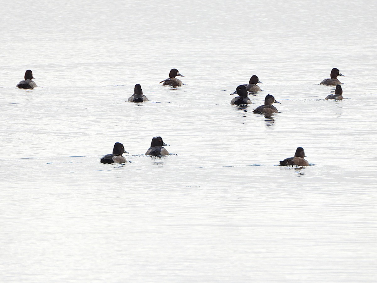 Ring-necked Duck - ML644166429