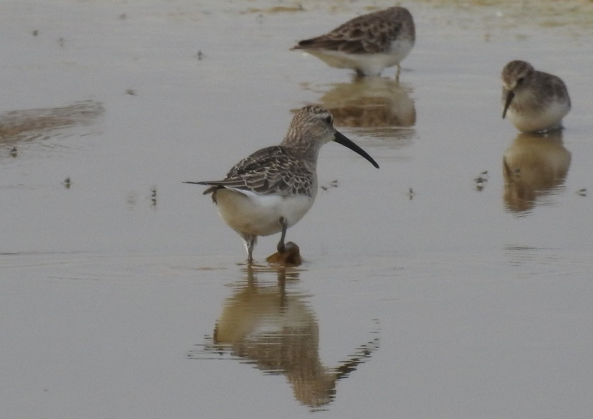 Curlew Sandpiper - ML644166435