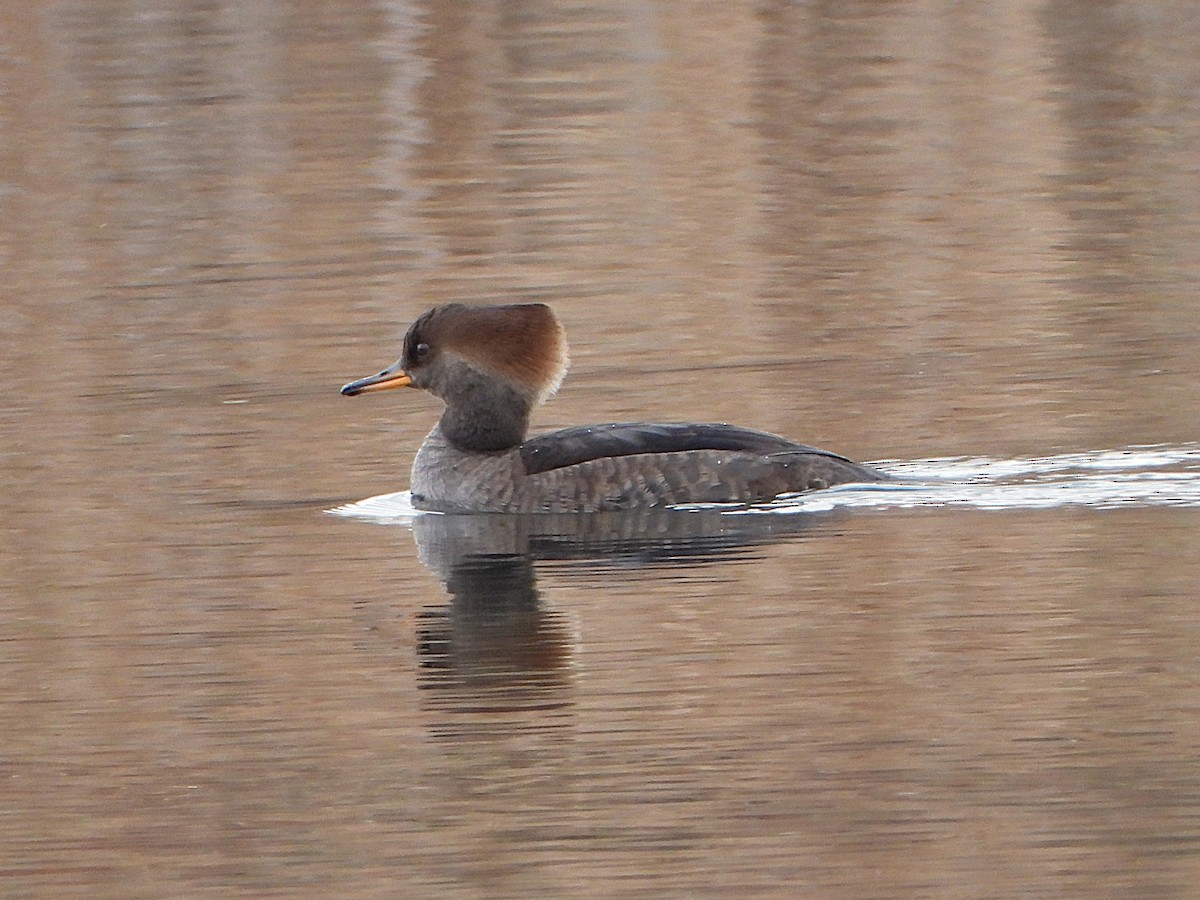 Hooded Merganser - ML644166437