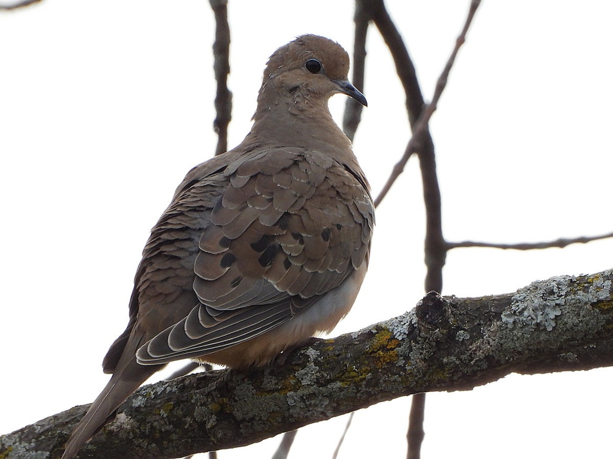 Mourning Dove - ML644166445