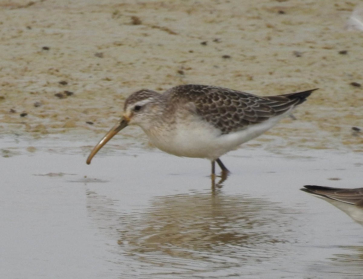 Curlew Sandpiper - ML644166446