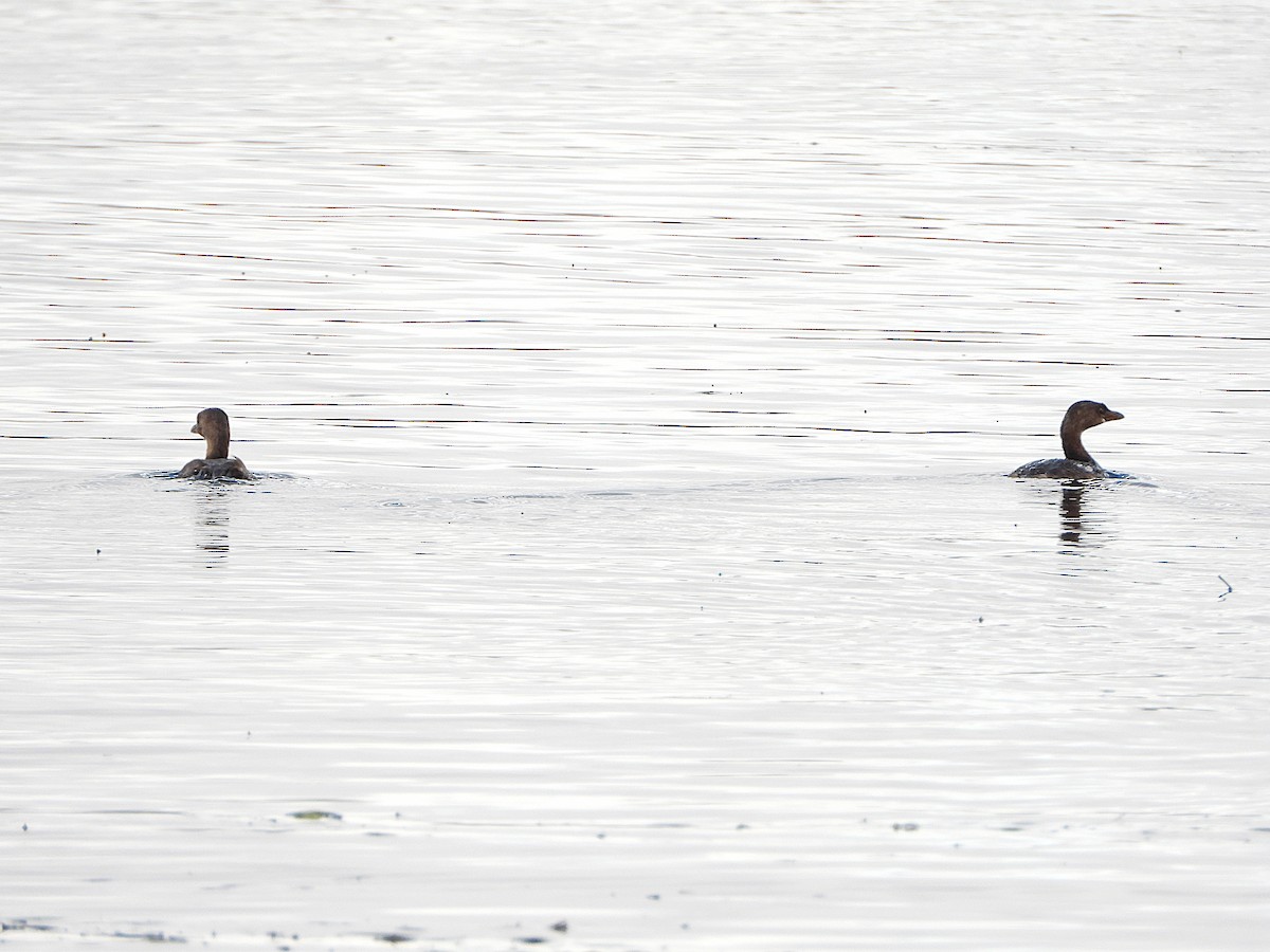 Pied-billed Grebe - ML644166452