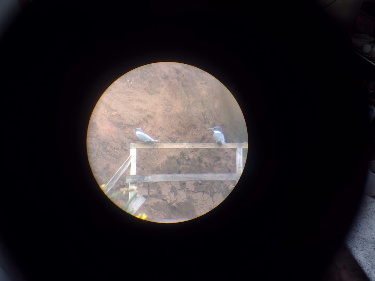 Ringed Kingfisher - ML644166455