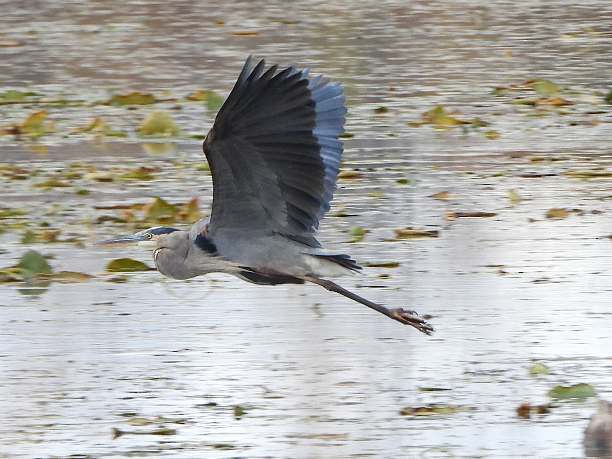 Great Blue Heron - ML644166459