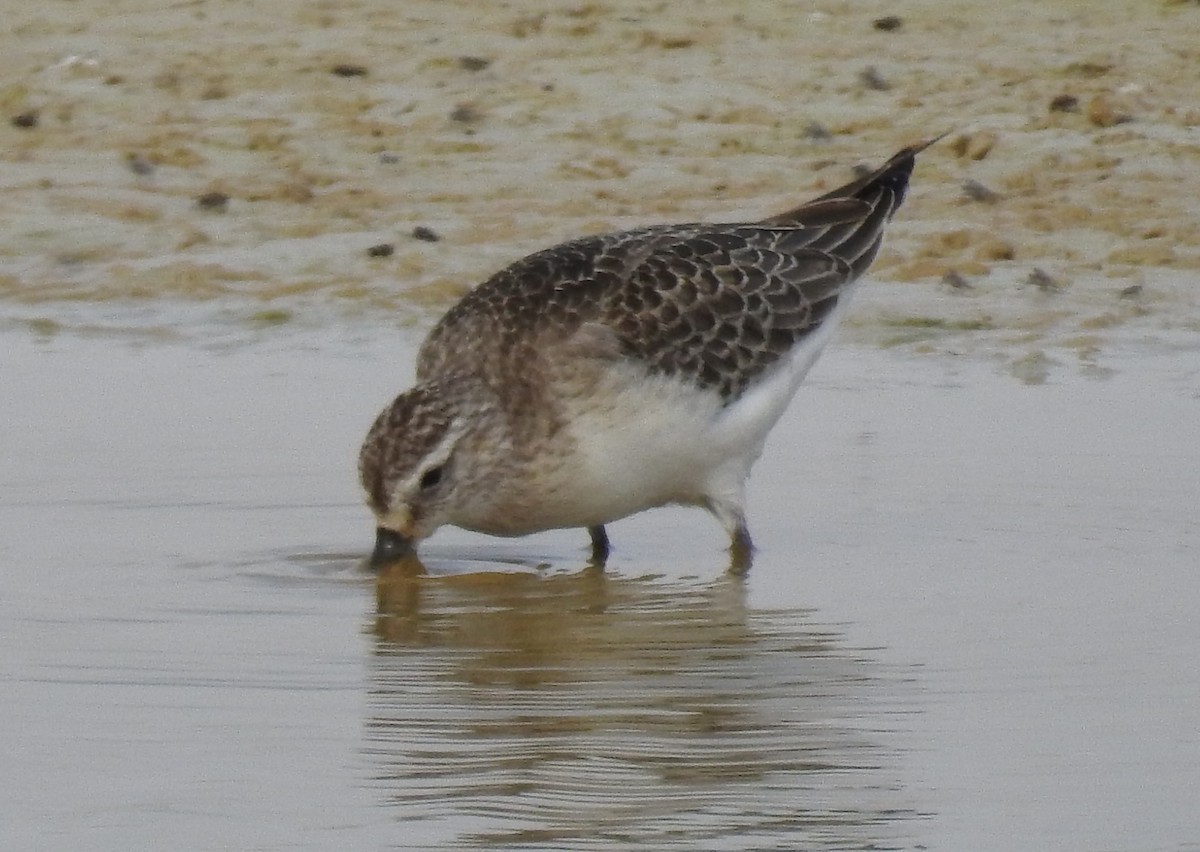 Curlew Sandpiper - ML644166463