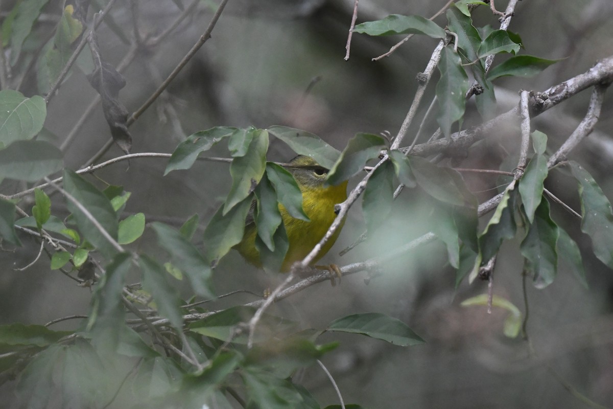 Golden-crowned Warbler - ML644166471