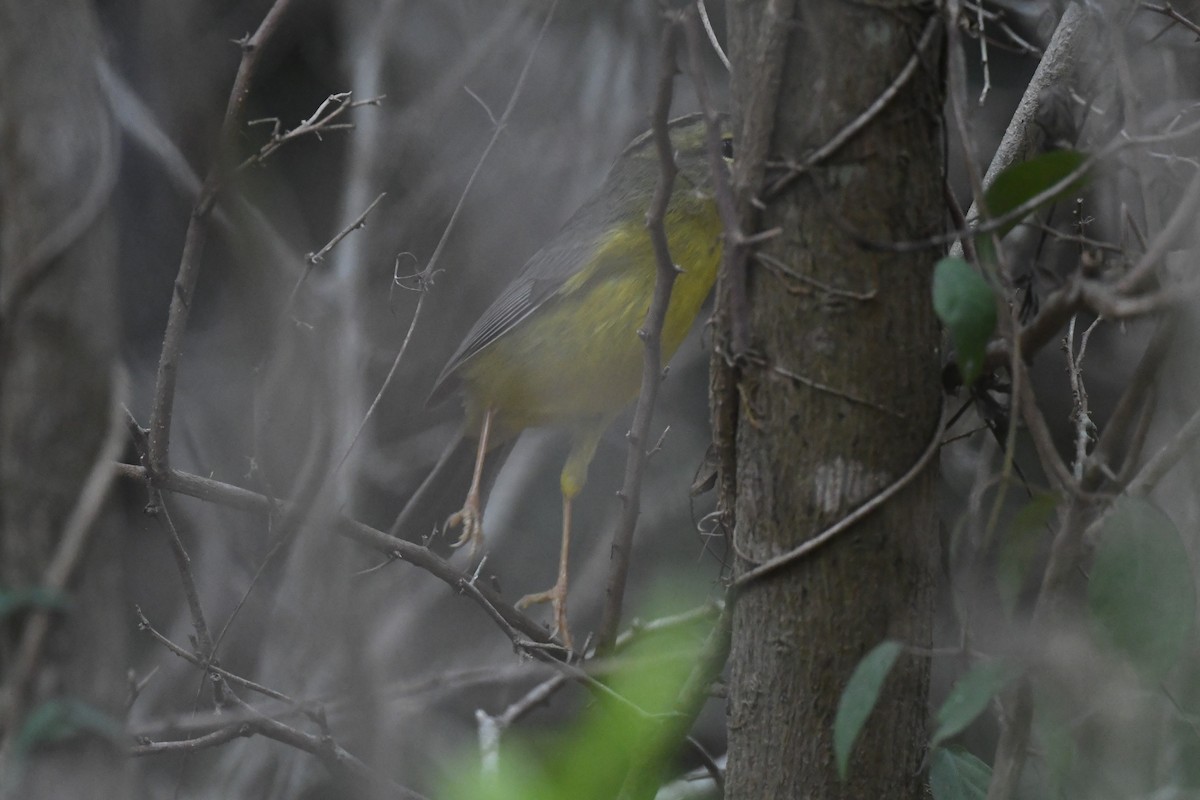 Golden-crowned Warbler - ML644166472