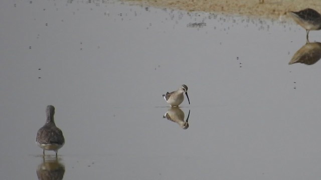 Curlew Sandpiper - ML644166477