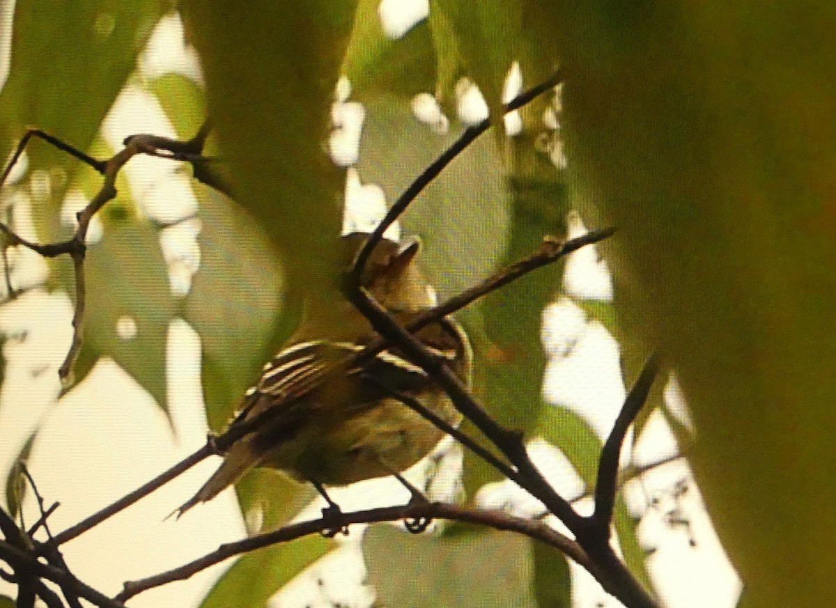 Acadian Flycatcher - ML644166480