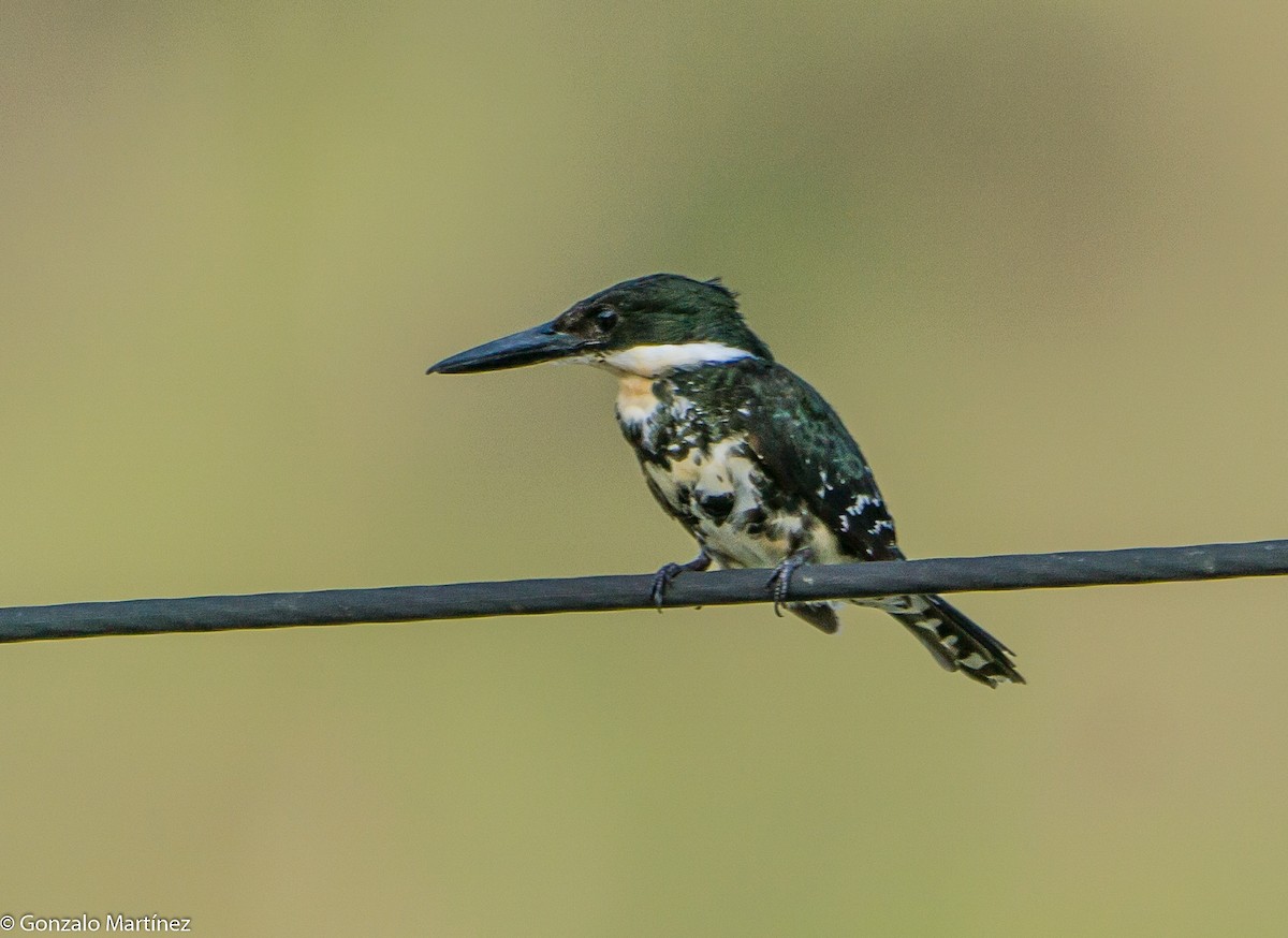 Green Kingfisher - ML644166521