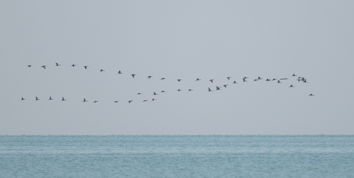 Socotra Cormorant - ML644166529