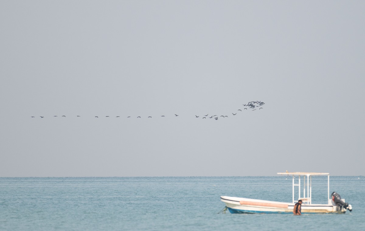 Socotra Cormorant - ML644166530