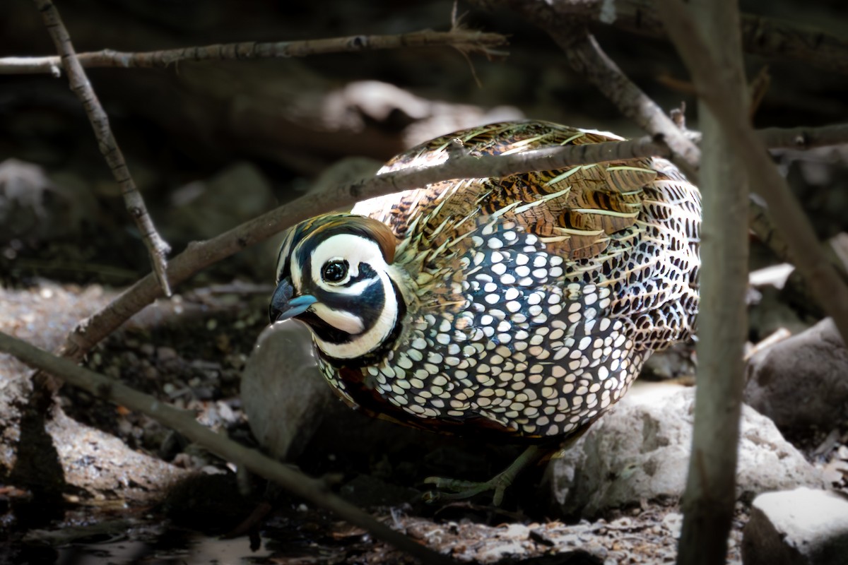 Montezuma Quail - ML644166538