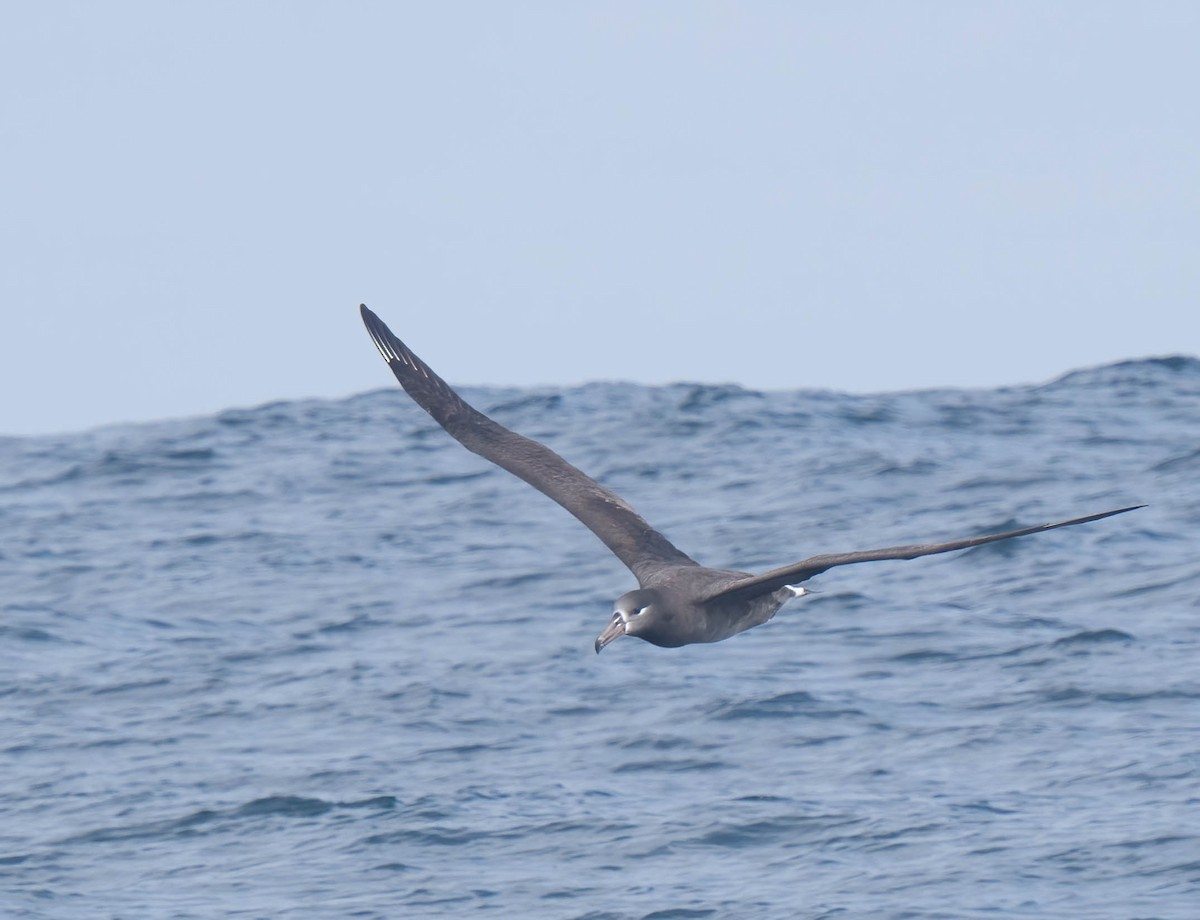 Black-footed Albatross - ML644166541