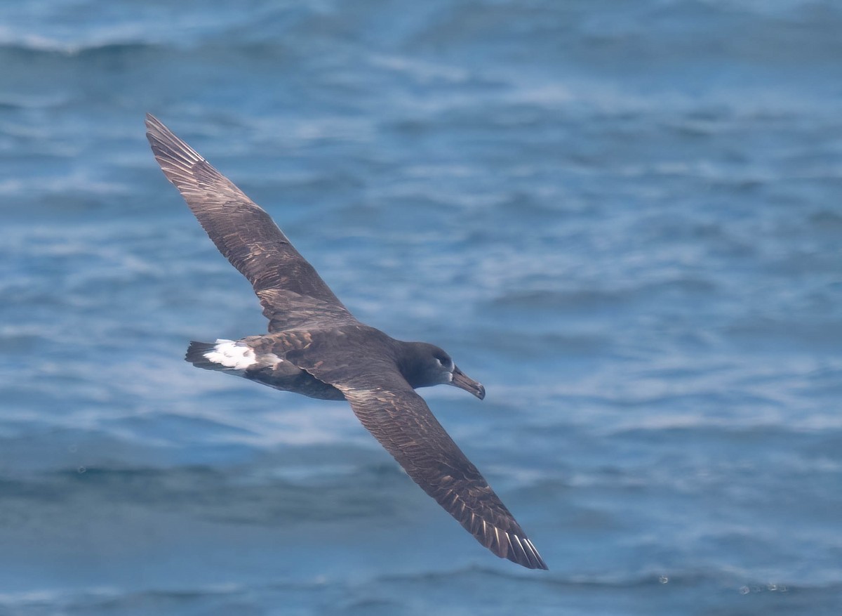 Black-footed Albatross - ML644166550