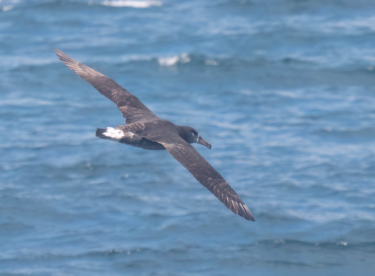 Black-footed Albatross - ML644166554
