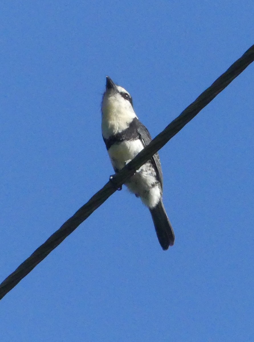 White-necked Puffbird - ML644166578