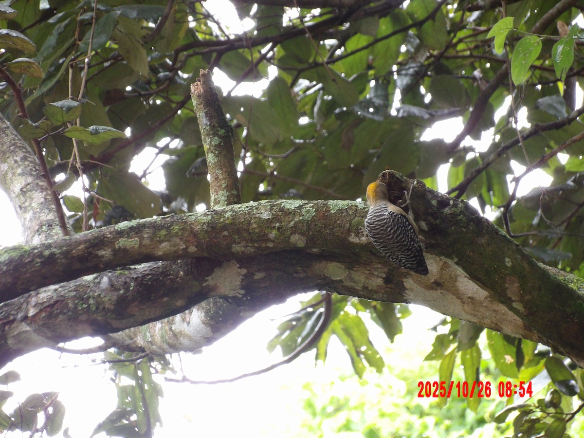 Гіла нікарагуанська - ML644166583