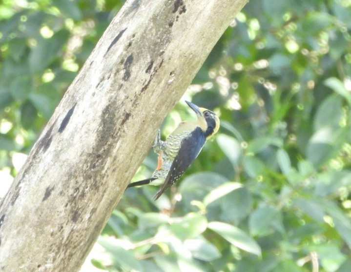 gullnakkespett - ML644166588