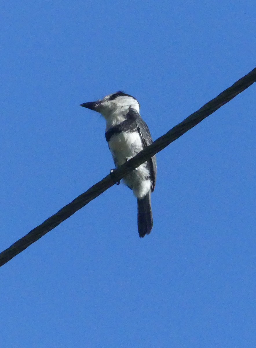 White-necked Puffbird - ML644166602