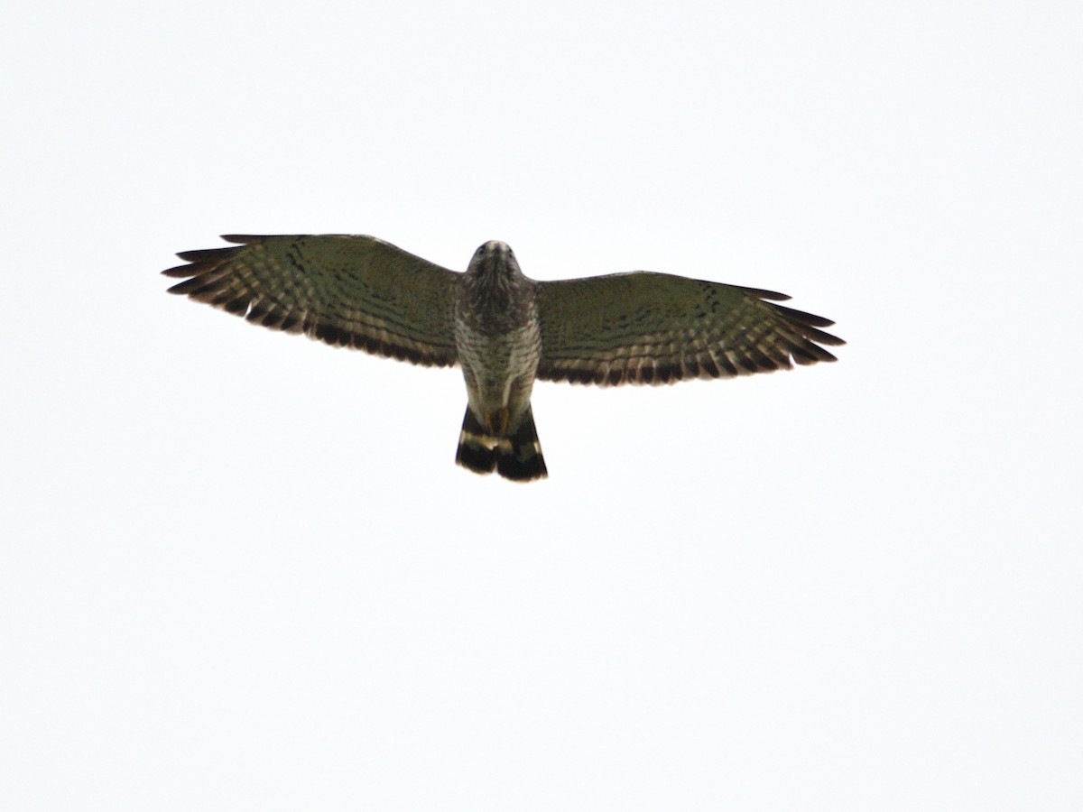Breitflügelbussard - ML644166608