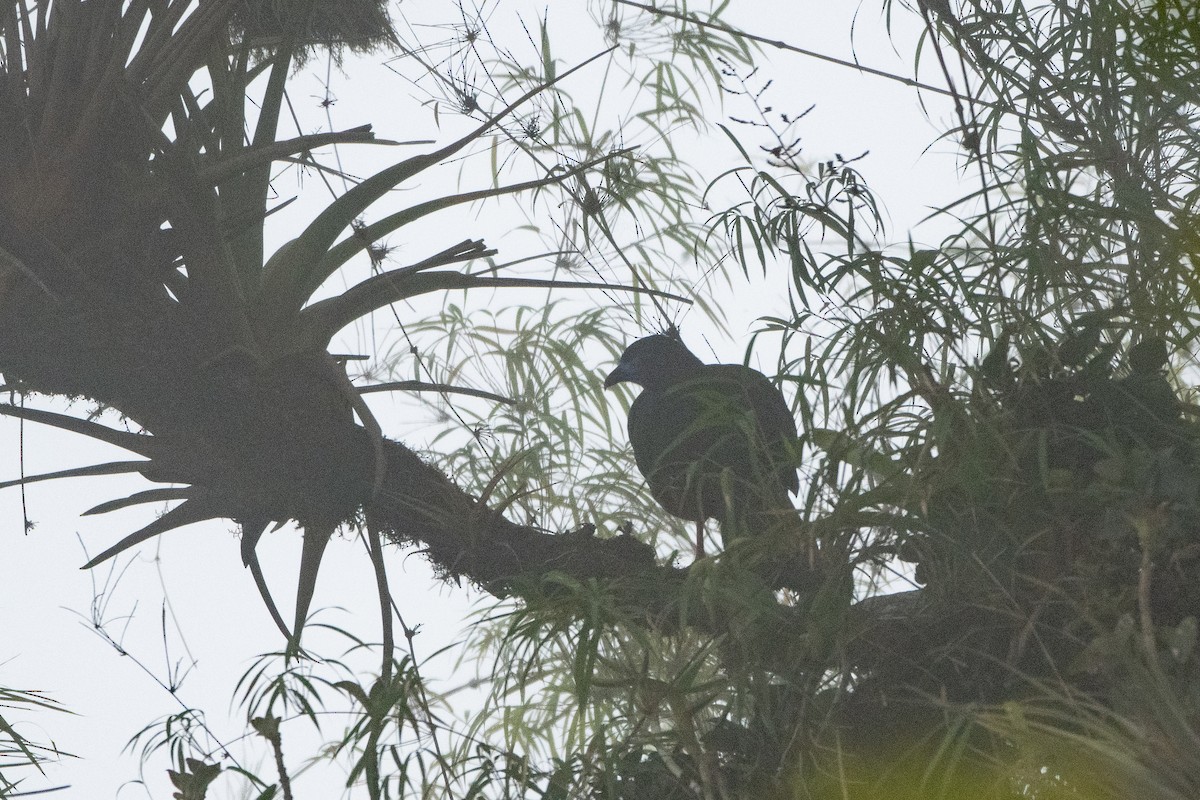 Sickle-winged Guan - ML644166626