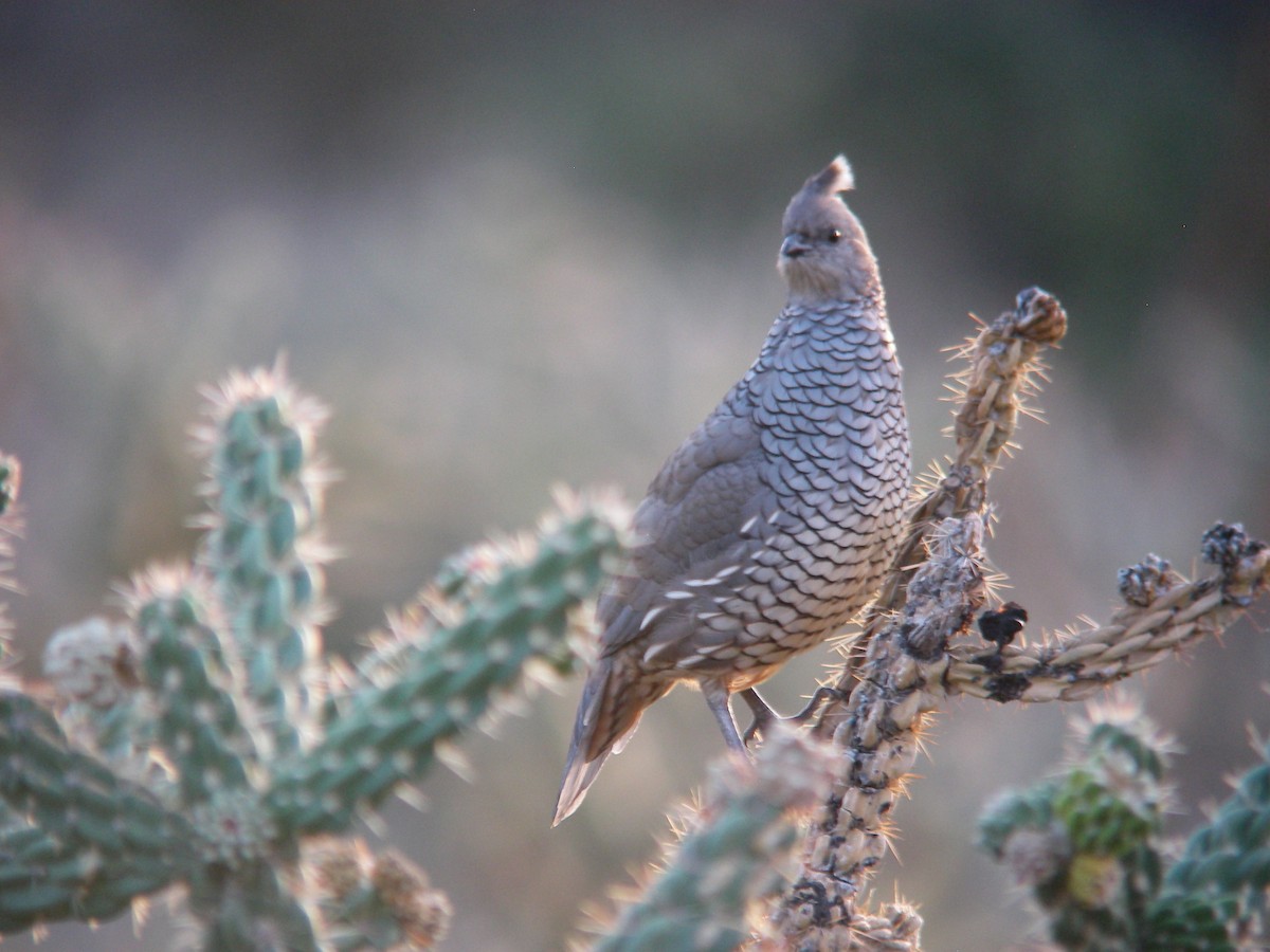 Scaled Quail - ML644166629