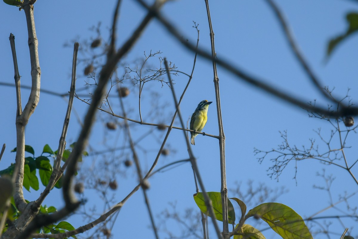 Sarı Alınlı Cüce Barbet - ML644166681