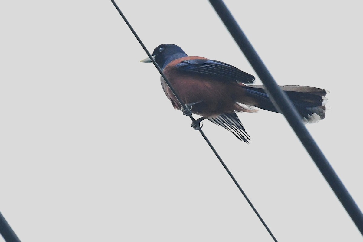 Lidth's Jay - ML644166683